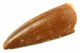 Serrated, Raptor Premaxillary Tooth - Real Dinosaur Tooth #347051-1